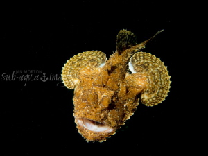 Free Swimming Monkfish or Lophius piscatorius
Averøy, No... by Jan Morton 
